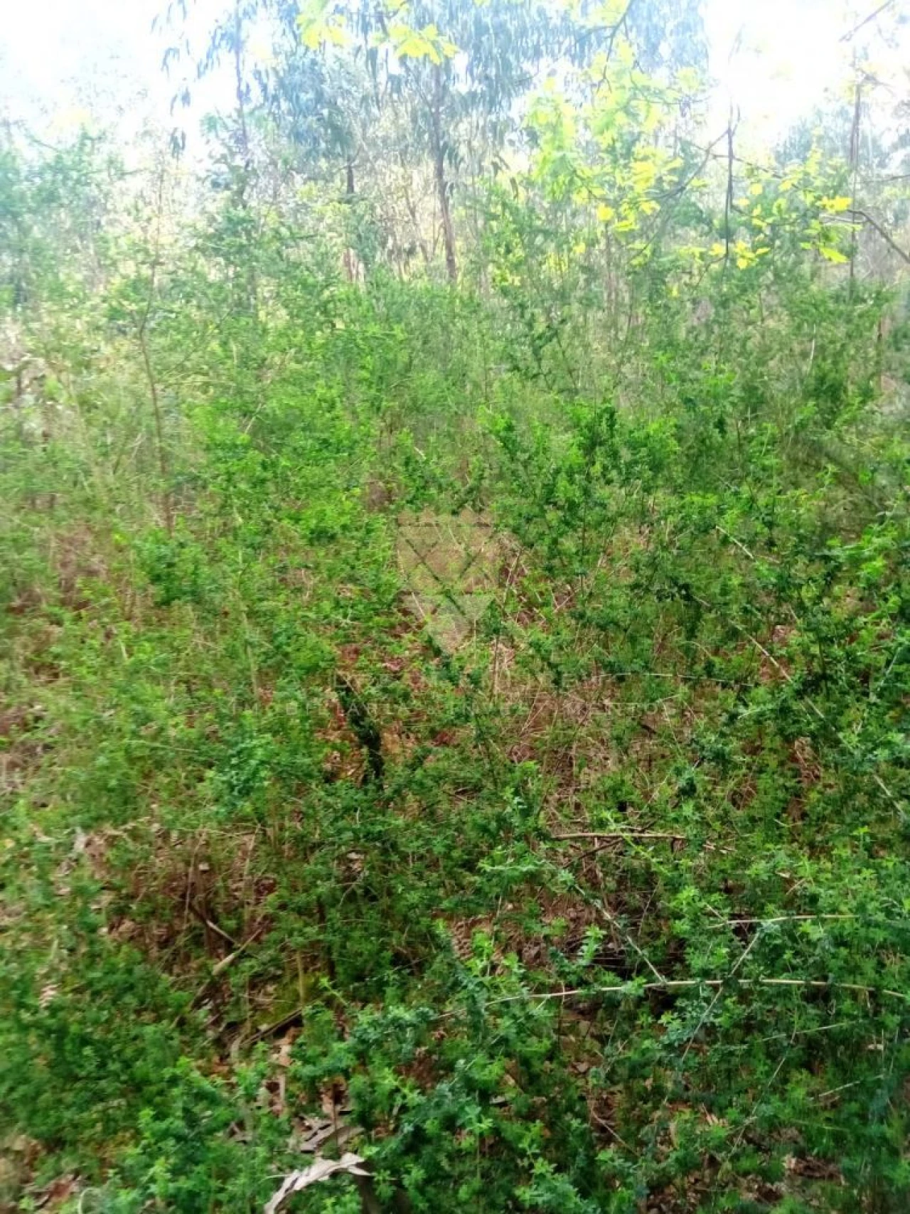 Terreno para Venda em Paço de Sousa Foto 4