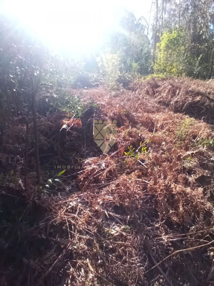 Terreno para Venda em Paço de Sousa Foto 2