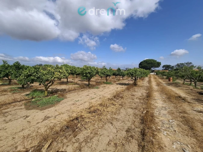Terreno para Venda em Quinta do Anjo Foto 10