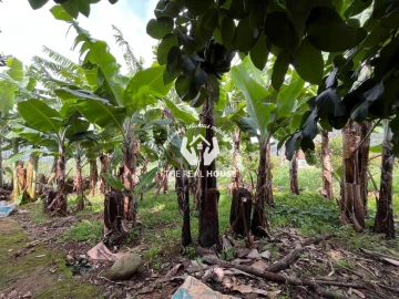 Terreno para Venda em Porto da Cruz
