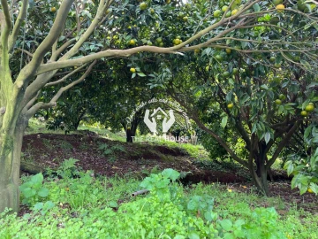 Terreno para Venda em Porto da Cruz