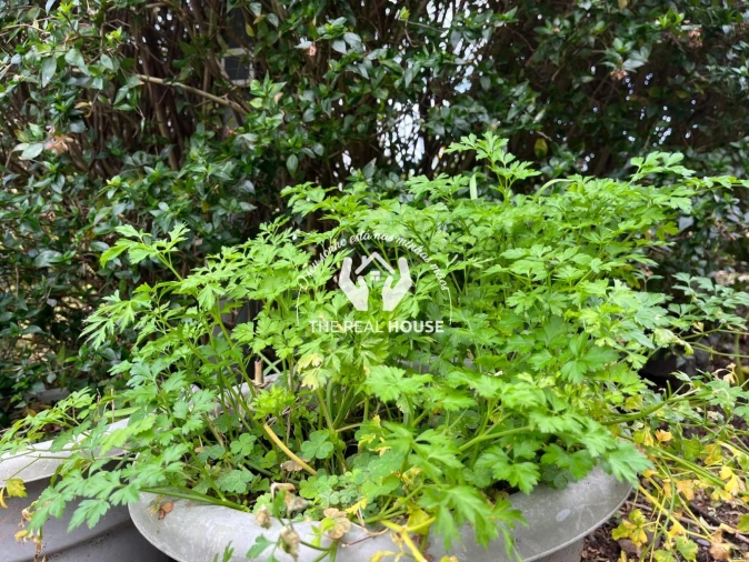 Terreno para Venda em Porto da Cruz Foto 33