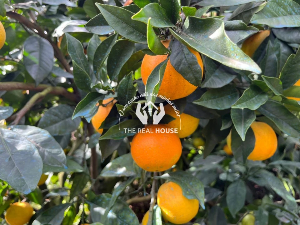 Terreno para Venda em Porto da Cruz Foto 30