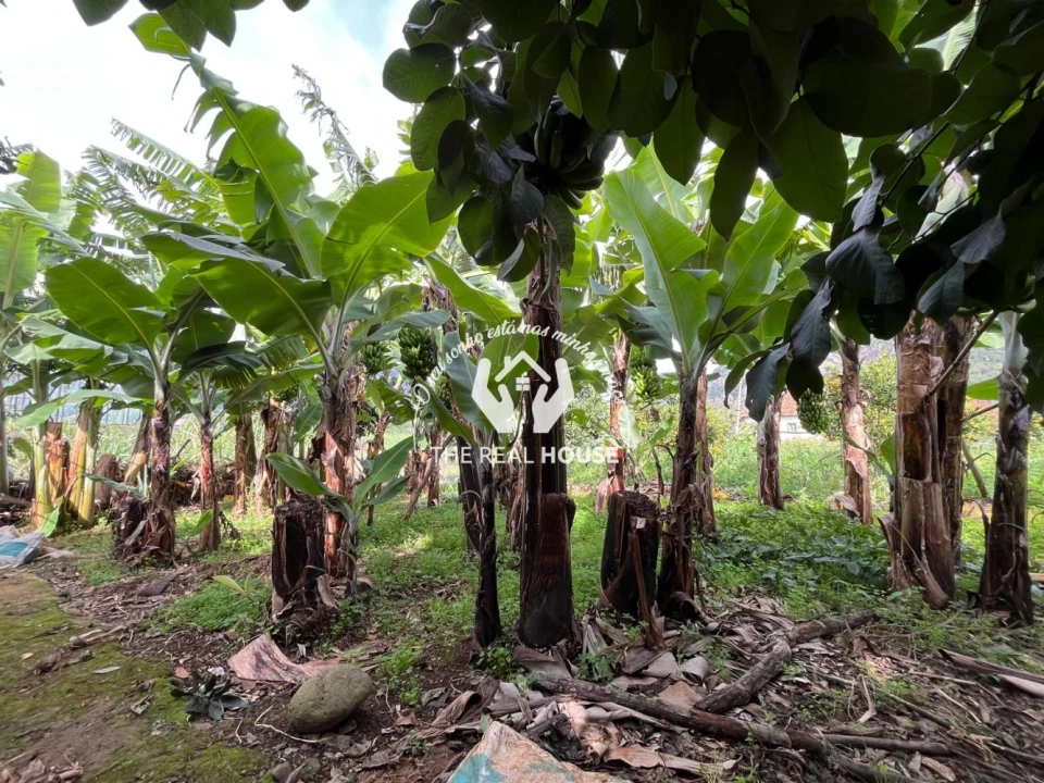 Terreno para Venda em Porto da Cruz Foto 25