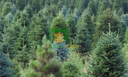 Terreno para Venda em Santo Antonio da Serra