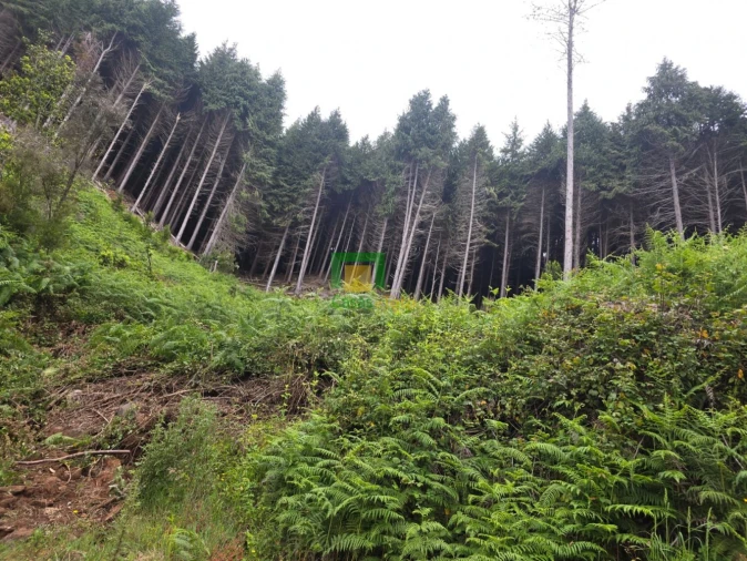 Terreno para Venda em Santo Antonio da Serra Foto 7