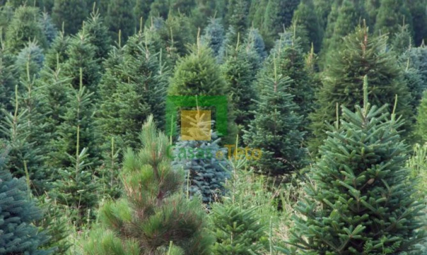 Terreno para Venda em Santo Antonio da Serra Foto 10