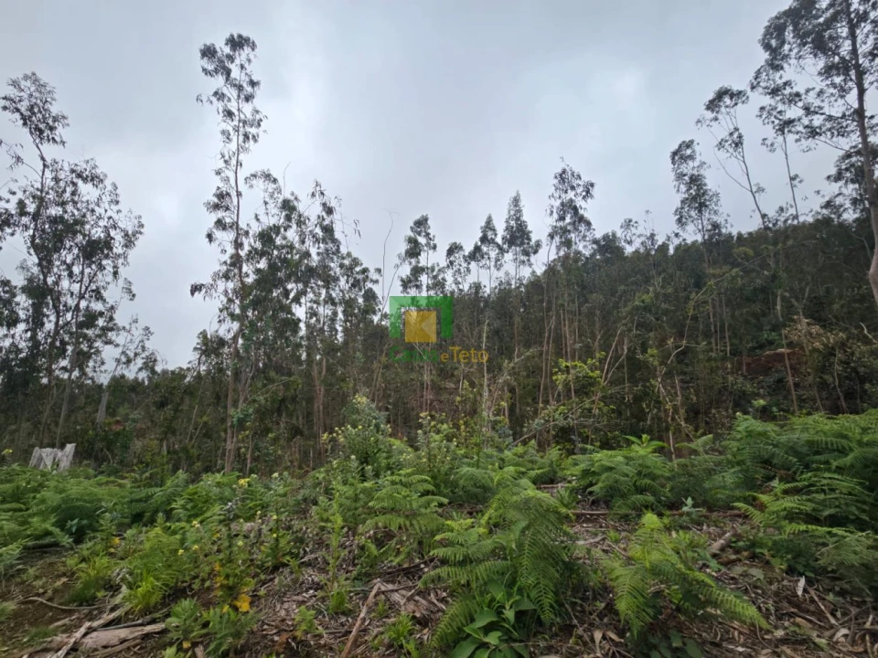 Terreno para Venda em Santo Antonio da Serra Foto 4