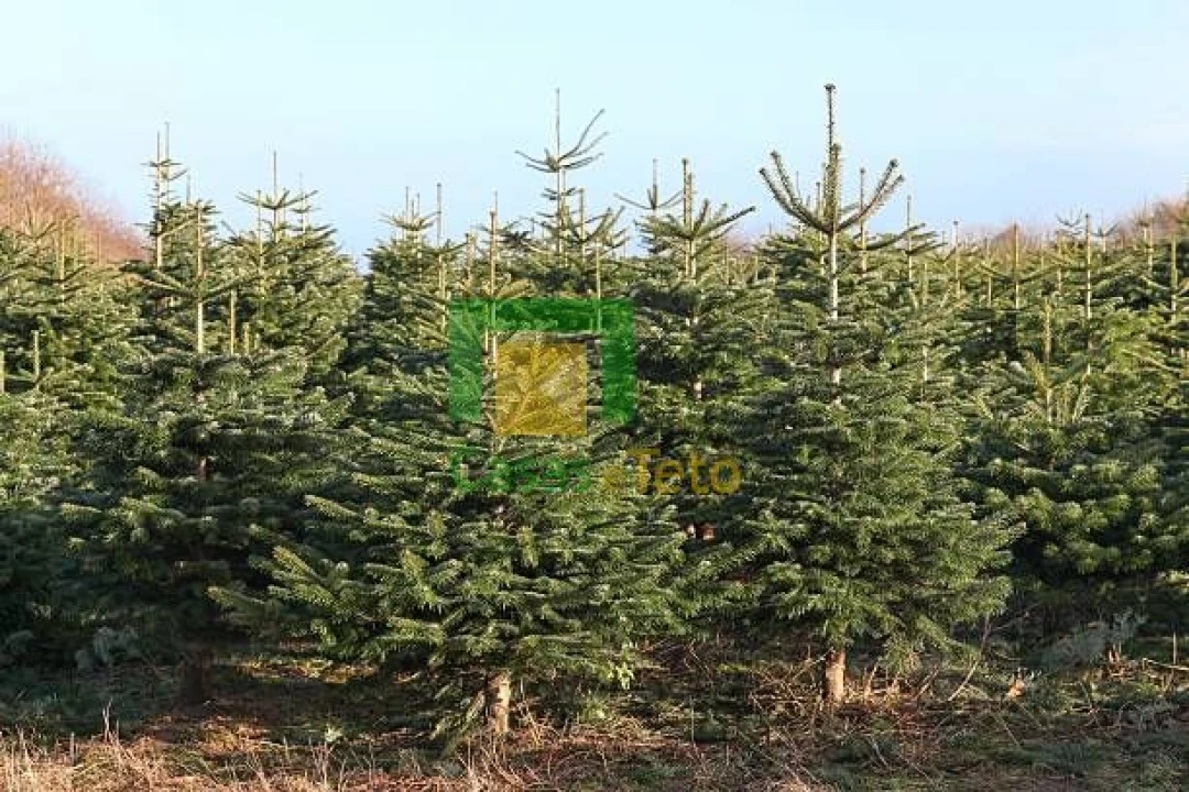 Terreno para Venda em Santo Antonio da Serra Foto 9