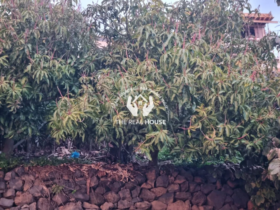 Terreno para Venda em Ribeira Brava Foto 6