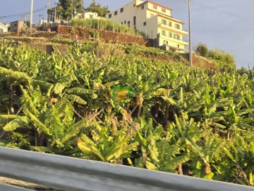 Terreno para Venda em Camara de Lobos