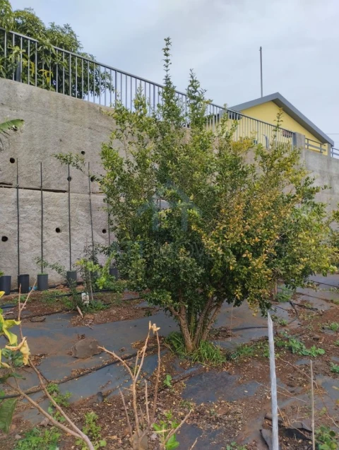 Terreno para Venda em Gaula