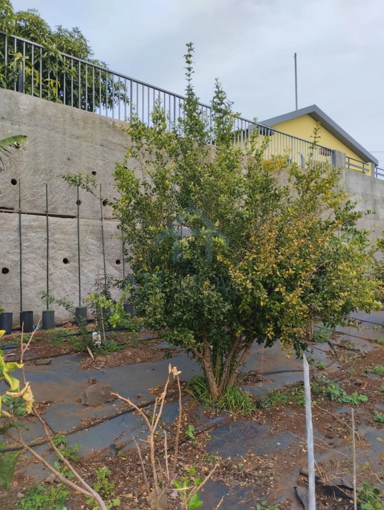 Terreno para Venda em Gaula Foto 4