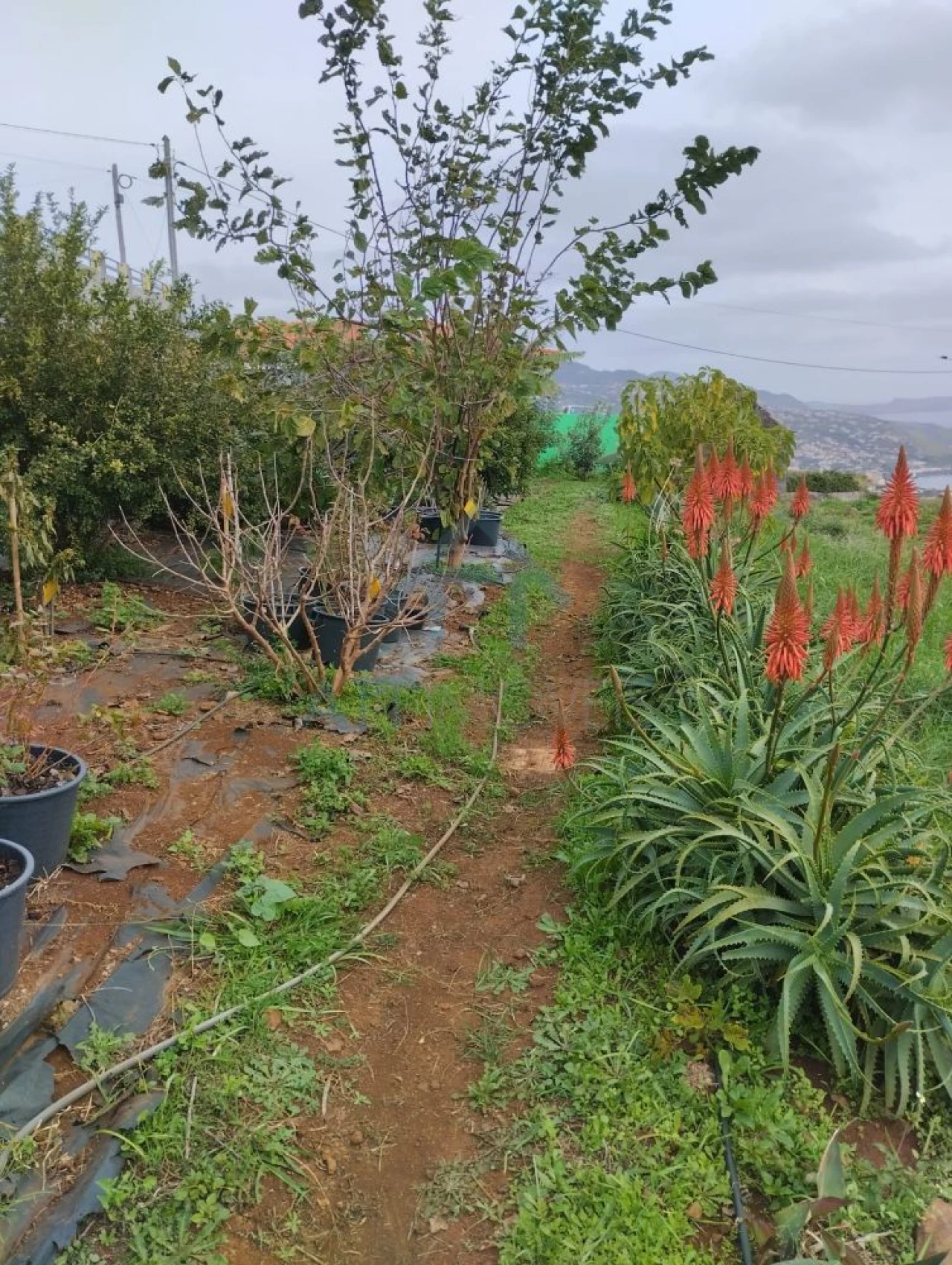 Terreno para Venda em Gaula Foto 3