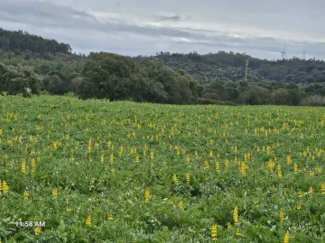 Terreno para Venda em Sines