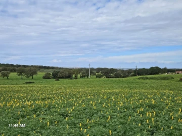 Terreno para Venda em Sines