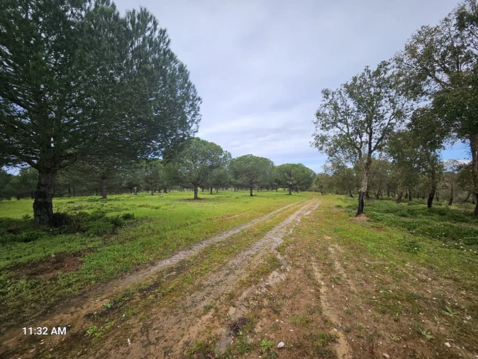 Terreno para Venda em Sines Foto 14