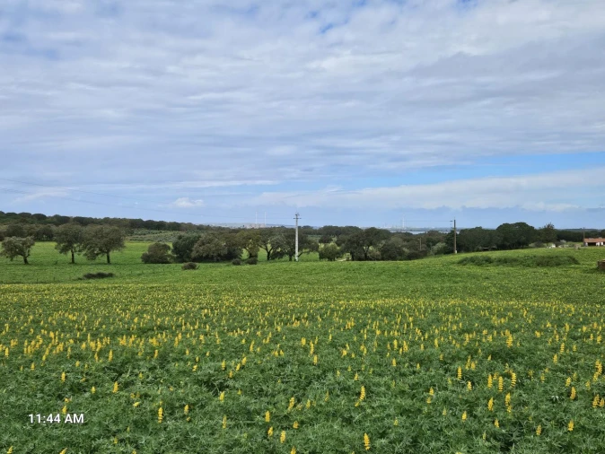 Terreno para Venda em Sines Foto 23