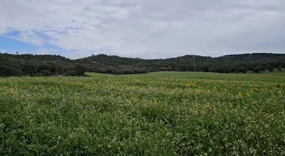 Terreno para Venda em Sines Foto 6