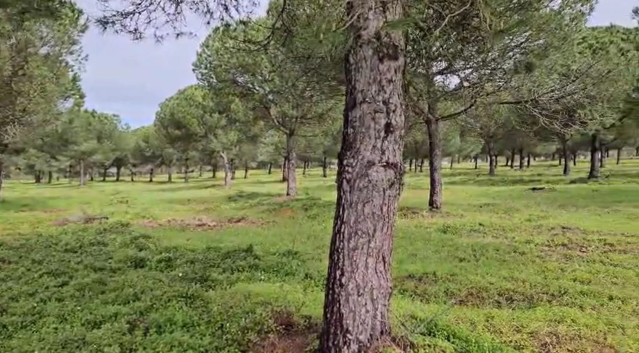 Terreno para Venda em Sines Foto 21