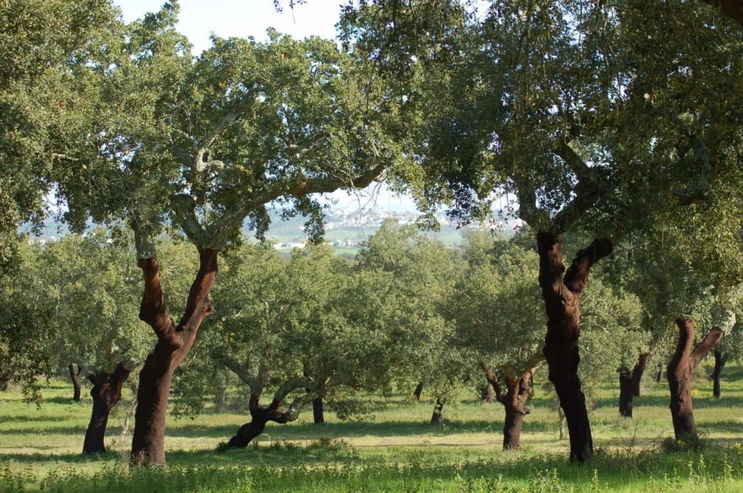 Terreno para Venda em Sines Foto 17