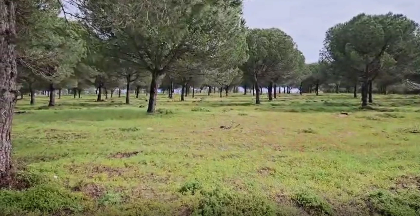 Terreno para Venda em Sines Foto 7