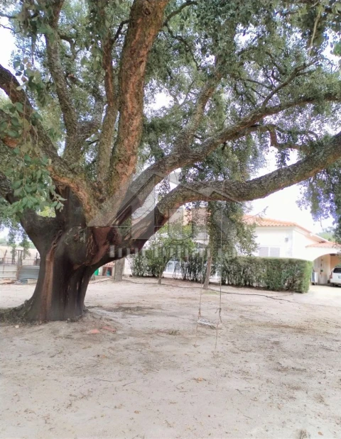 Moradia T3 para Venda em Pegões