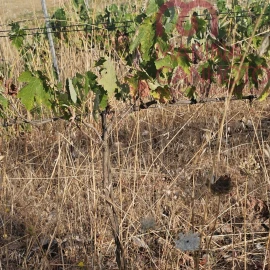 Terreno para Venda em Orada