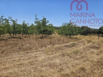 Terreno para Venda em Estremoz (Santa Maria e Santo André)