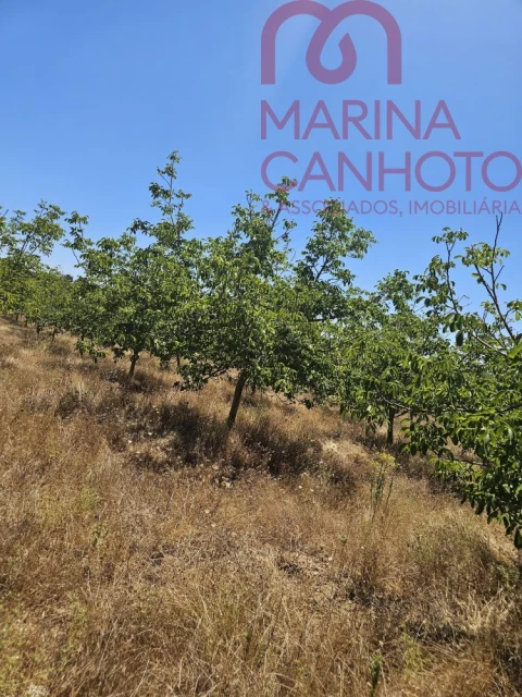 Terreno para Venda em Estremoz (Santa Maria e Santo André)