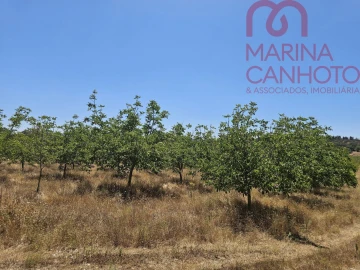 Terreno para Venda em Estremoz (Santa Maria e Santo André)