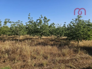 Terreno para Venda em Estremoz (Santa Maria e Santo André)