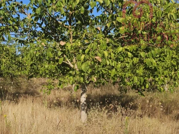 Terreno para Venda em Estremoz (Santa Maria e Santo André)