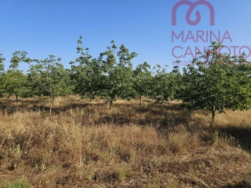 Terreno para Venda em Estremoz (Santa Maria e Santo André)