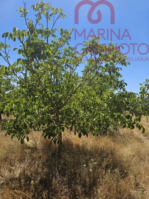 Terreno para Venda em Estremoz (Santa Maria e Santo André)