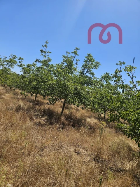 Terreno para Venda em Estremoz (Santa Maria e Santo André)
