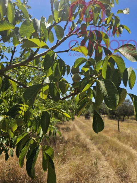 Terreno para Venda em Estremoz (Santa Maria e Santo André)
