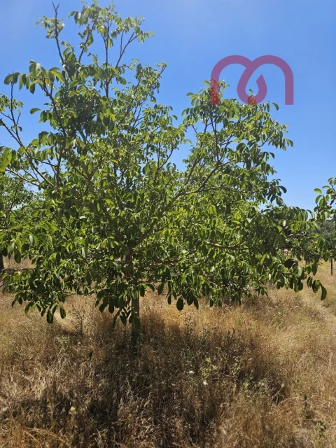 Terreno para Venda em Estremoz (Santa Maria e Santo André)