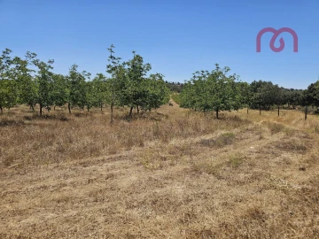Terreno para Venda em Estremoz (Santa Maria e Santo André)