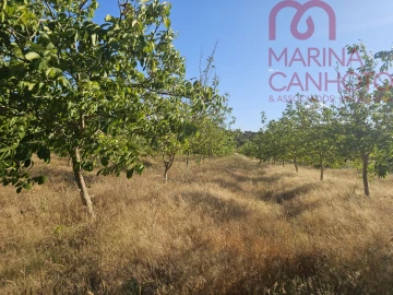 Terreno para Venda em Estremoz (Santa Maria e Santo André)