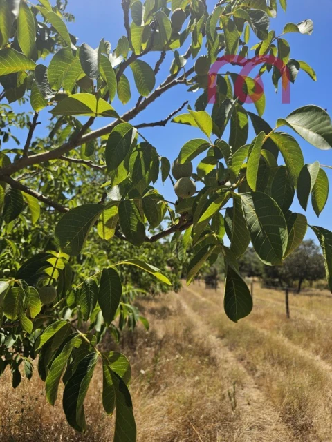 Terreno para Venda em Estremoz (Santa Maria e Santo André)