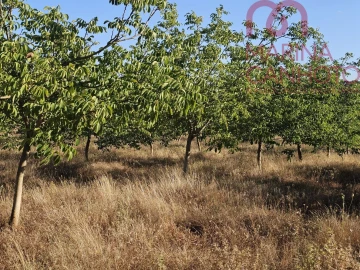 Terreno para Venda em Estremoz (Santa Maria e Santo André)