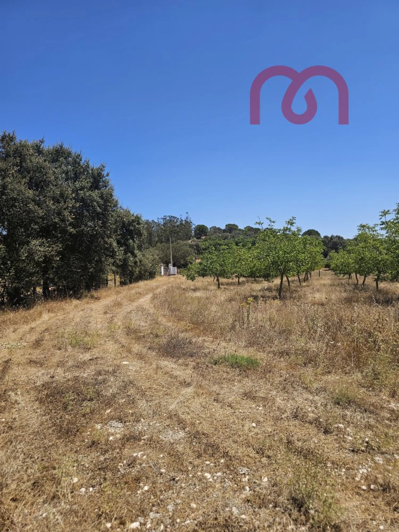 Terreno para Venda em Estremoz (Santa Maria e Santo André) Foto 7