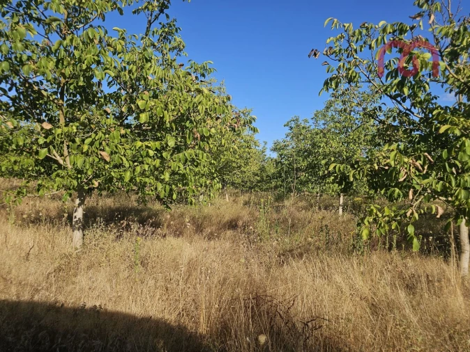 Terreno para Venda em Estremoz (Santa Maria e Santo André) Foto 31