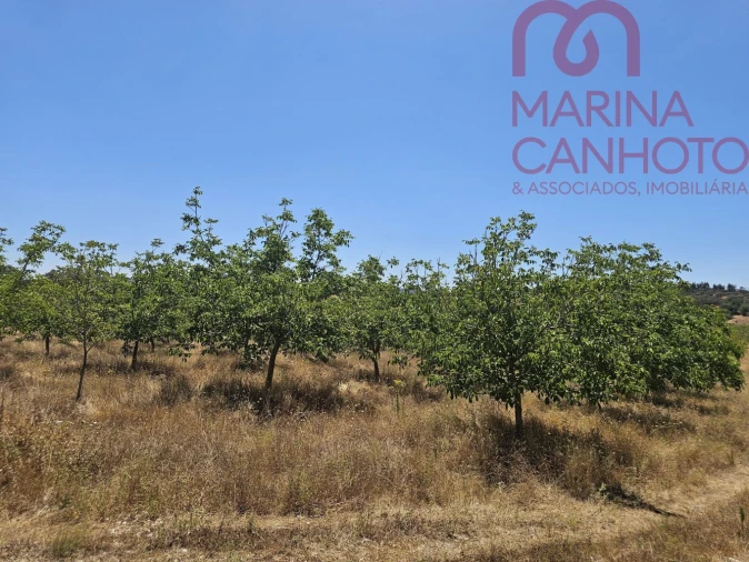 Terreno para Venda em Estremoz (Santa Maria e Santo André) Foto 14