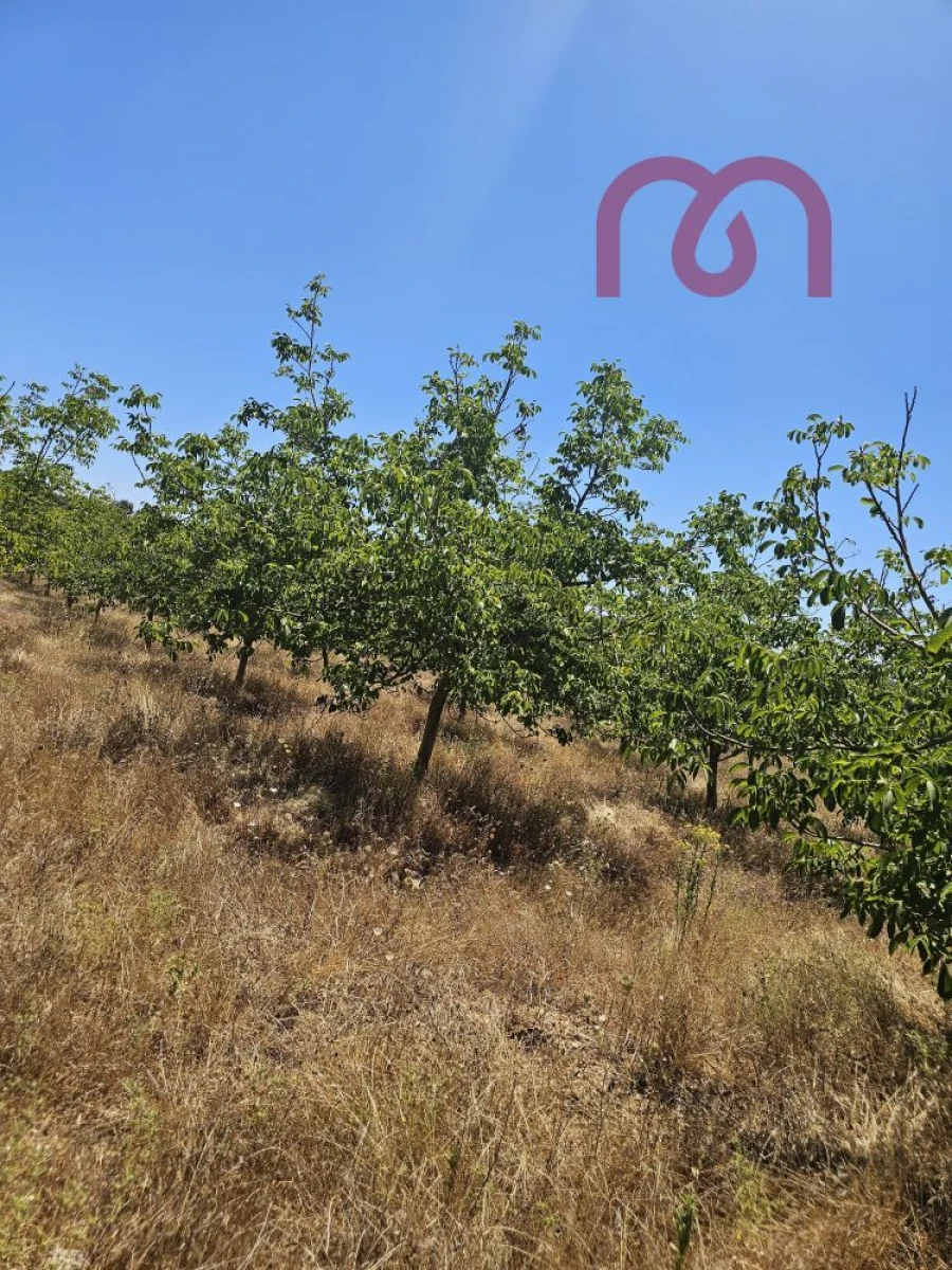 Terreno para Venda em Estremoz (Santa Maria e Santo André) Foto 12