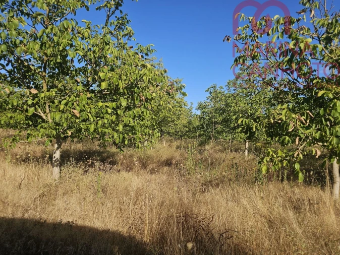Terreno para Venda em Estremoz (Santa Maria e Santo André) Foto 31