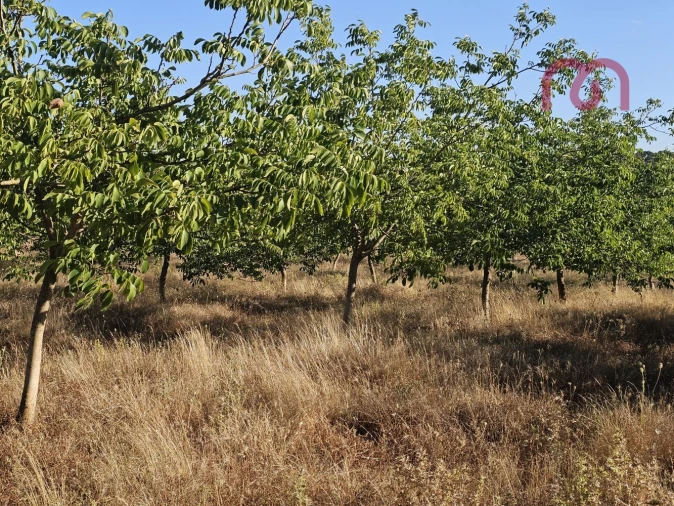 Terreno para Venda em Estremoz (Santa Maria e Santo André) Foto 27