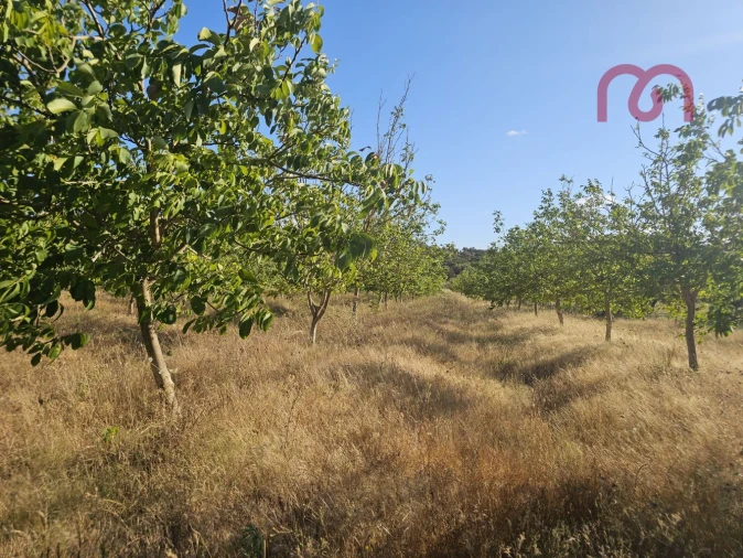 Terreno para Venda em Estremoz (Santa Maria e Santo André) Foto 29