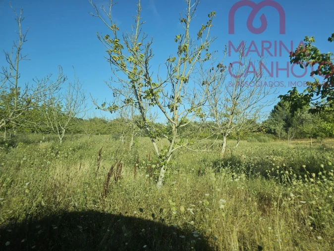 Terreno para Venda em Estremoz (Santa Maria e Santo André) Foto 32